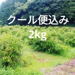 8/2本日収穫☆完熟ブルーベリー2Kg　ヤマトクール便込みのサムネイル
