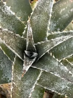 Dyckia 'Lipstick Traces' ディッキア Otto株 - メルカリ