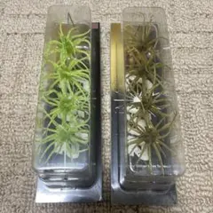 ハイドアップ　旧コイケ　2パック　❶のサムネイル