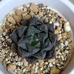 多肉植物 ハオルチア クーペリーレイゴニー - メルカリ