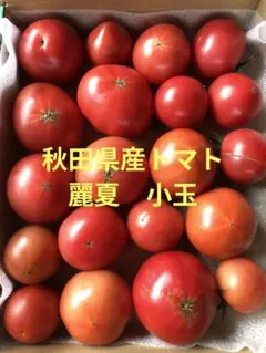 秋田県産トマト　麗夏　小玉　宅急便コンパクトのサムネイル