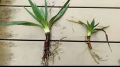 2026年最新】デスメティアーナの人気アイテム - メルカリ