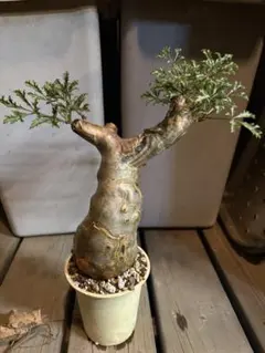 コミフォラ アフリカーナ 現地株 発根済み 塊根植物 コミフォラアフリカーナ 現地株 発根済み 塊根植物 - メルカリ