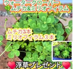 2026年最新】水草の人気アイテム - メルカリ