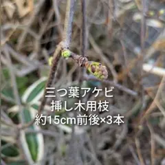 ママ様 リクエスト 2点 まとめ商品