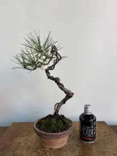 2026年最新】文人 盆栽の人気アイテム - メルカリ