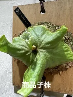 P. ridleyi dwarf mini miniのサムネイル