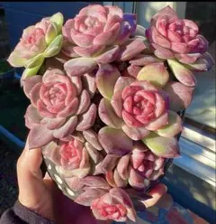 ニコル様 リクエスト 4点 まとめ商品