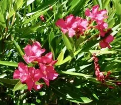夾竹桃　カット苗