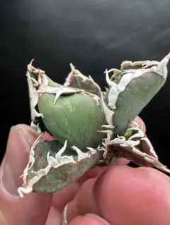 2026年最新】包心龍の人気アイテム - メルカリ