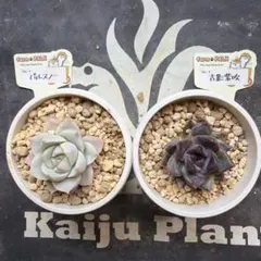 2026年最新】吉影紫吹の人気アイテム - メルカリ