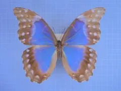 Peru Morpho helena 135mm A1+ - メルカリ