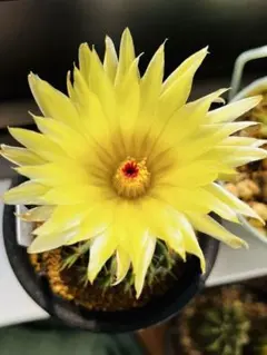 一点物】人気実生サボテン のカキコ 特選開花大株 多肉植物 花サボテン