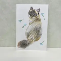 新品 野生ネコ科展 A4クリアファイル マヌルネコ 猫 イラスト 松尾
