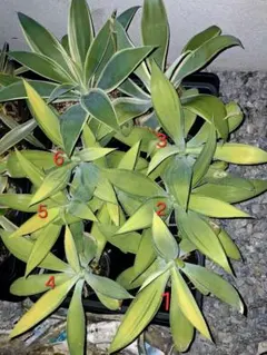 2025年最新】アガベ アテナータの人気アイテム - メルカリ