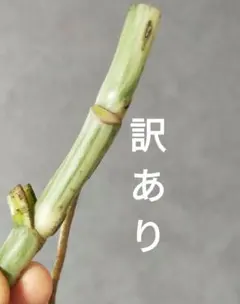 訳あり特価！斑入りモンステラ茎 ホワイトタイガー ボルシギアナ C26