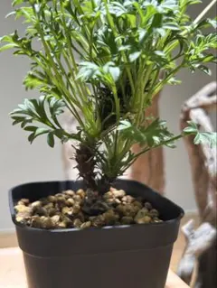 2026年最新】ペラルゴニュウムの人気アイテム - メルカリ