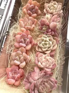 現品のみ❣️10苗詰め合わせセット❣️多肉 韓国苗 寄せ植え カット苗