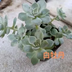 多肉植物【白牡丹】抜き苗