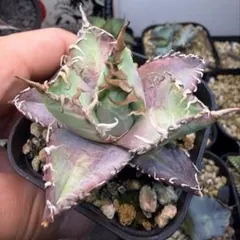 2026年最新】チタノタブルー 大株の人気アイテム - メルカリ