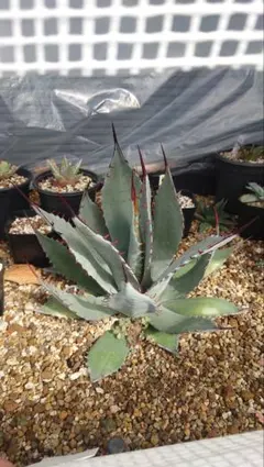 2026年最新】屈原の舞扇の人気アイテム - メルカリ