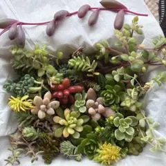 （多肉植物）色んな種類のセダム詰め合わせ！春に向けて増やしてみませんか^^