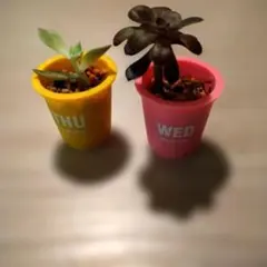 多肉植物 2種セット プラスチックポット入