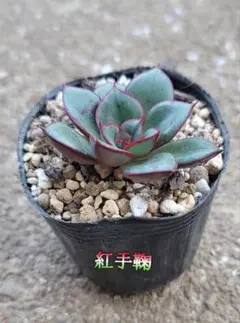 苔生す 抜き苗 おらいさん苗 ミックスベリア 多肉植物 - メルカリ