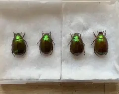 2026年最新】コガネムシ 標本の人気アイテム - メルカリ