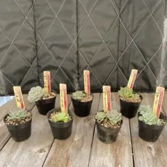 ヴィンテージレター札付きポットごとメルカリ便おらいさん苗ミックスベリア ヴィンテージレター札付きポットごとメルカリ便おらいさん苗