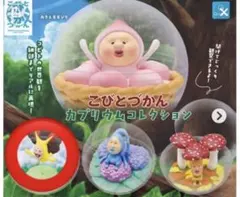 こびとづかん カプリウムコレクション　ホトケアカバネ