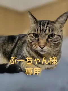 ぶーちゃん様専用