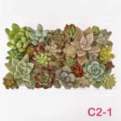 多肉植物 カット苗セット (C2-1)