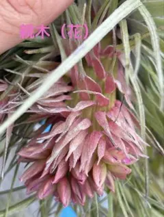 Tillandsia Seleriana Green Giant 速達発送 - メルカリ
