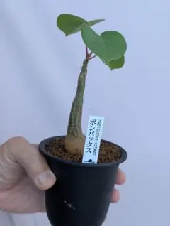 2025年最新】ボンバックスの人気アイテム - メルカリ