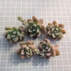 みなみな様 リクエスト 2点 まとめ商品