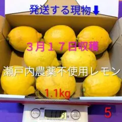 ⑤３月１７日収穫　新鮮！瀬戸内の農薬不使用レモン