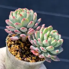 2026年最新】観葉植物の人気アイテム - メルカリ