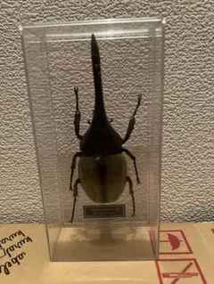 昆虫標本】ヘラクレスオオカブト ガラスケース入り - メルカリ