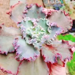 ゆみこふ様 リクエスト 2点 まとめ商品