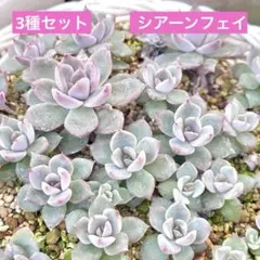 【お得@1380】エケベリア 3種セット