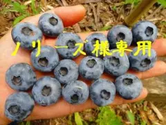 2026年最新】ブルーベリー 穂木の人気アイテム - メルカリ