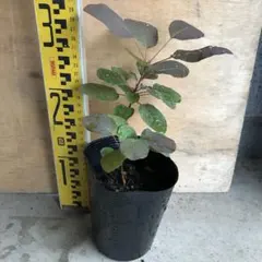 スモークツリー　やっちゃん様専用ページ