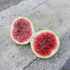 2026年最新】イチヂク穂木の人気アイテム - メルカリ