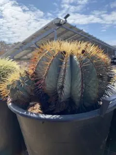 2026年最新】王冠 サボテンの人気アイテム - メルカリ