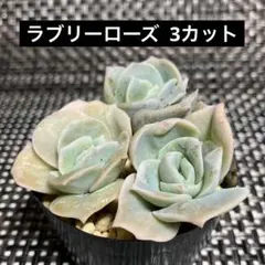 多肉植物 ラブリーローズ 11苗 抜き苗 10/5発送予定 - メルカリ