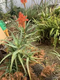 現品 アロエ ディコトマ 19番 幹上がり 根上り 多肉植物 インテリア