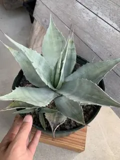 2026年最新】アガベオバティフォリアの人気アイテム - メルカリ