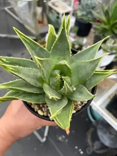Aloe prinslooi アロエ プリンスローイ ゆうパック - メルカリ