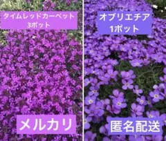 タイムレッドカーペット/オーブリエチアセット売りのサムネイル